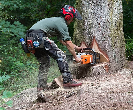abattage directionnel d'un arbre à Orléans