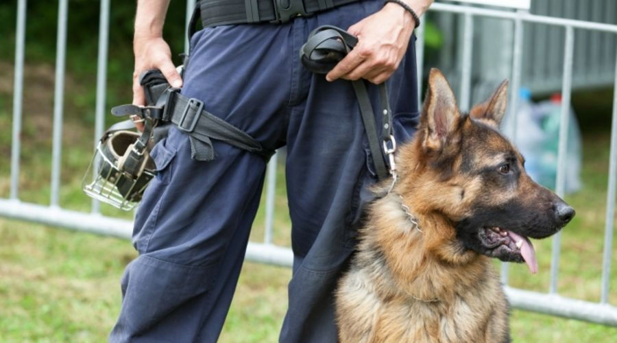 Le métier de maîtrechien, une passion avec l’animal