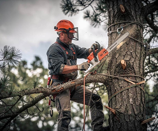 Travaux d'élagage, taille d'arbres et entretien d'espaces verts à Dax 🌳 L’expertise arboricole au service de la santé du végétal