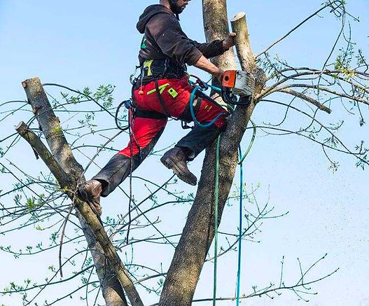 Travaux d'élagage & abattage à Montargis - Entreprise locale