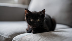 Odeurs de pipi et caca de chat : quel nettoyant et répulsif naturel? (pas toxique pour le matou) 🐱