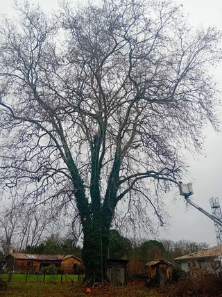 élagueur dans les landes