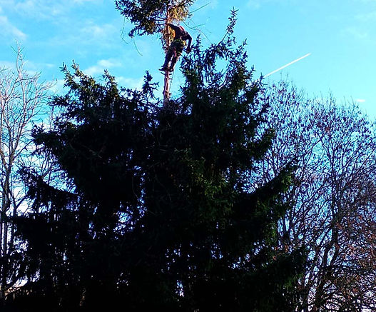Élagueur à Vic-en-Bigorre (65) - Entretien de jardin