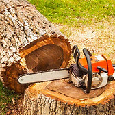 Abattage arbre 40