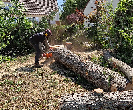 abattage arbre