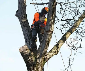 Élagage et taille d'arbres