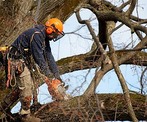 Élagage et taille d'arbres