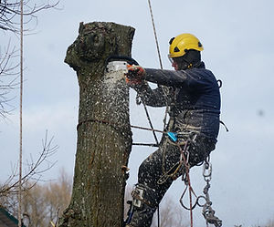 Élagage & taille d'arbres