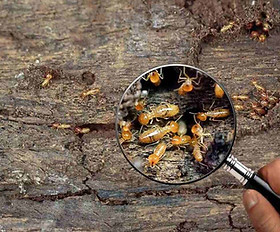 Traitement de charpente contre les termites