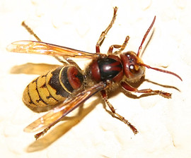 vespa crabro