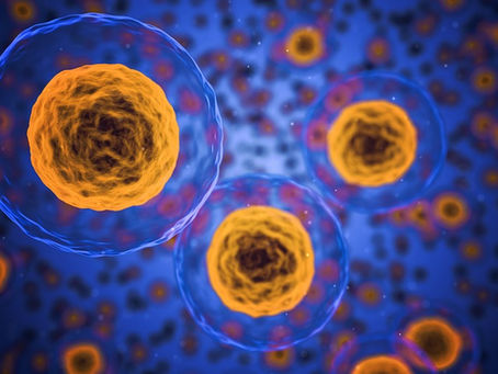 Supporting Cellular Cleanup And Repair!