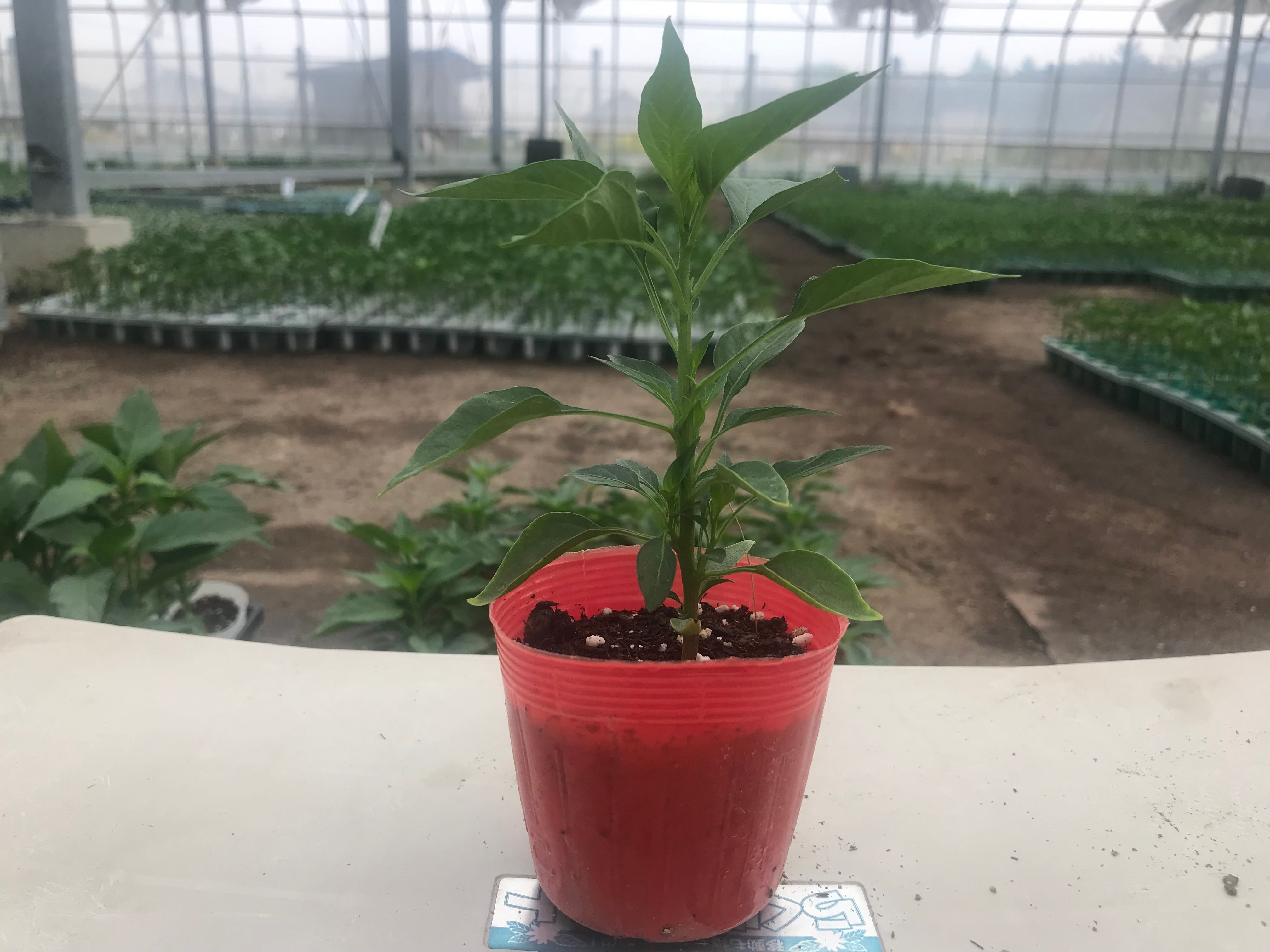 辛とうとうがらし