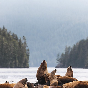 Screen Shot 2021-05-18 at 11.57.49.png