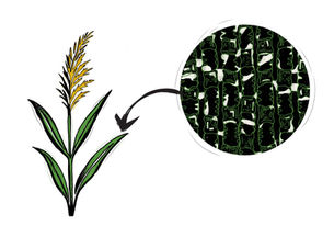 Infographics voor een tentoonstelling over Archeobotanie.