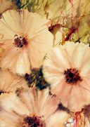 Velours