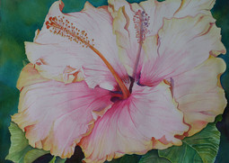 Hibiscus de mon jardin