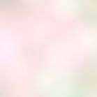Soft, pink and green.jpg