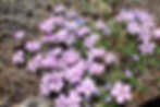 Phlox diffusa, Alpine flowers on Mt. Alone