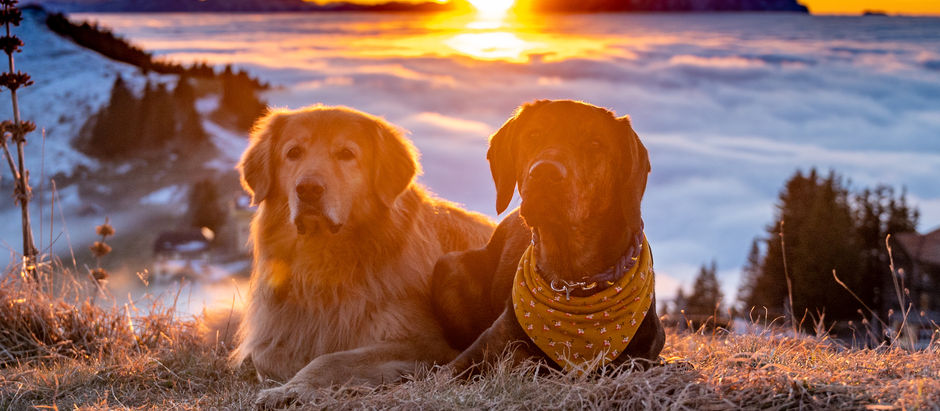 Mein Blog über Hunde, über Wandertipps, Locations und Fotografie...Willkommensgruss