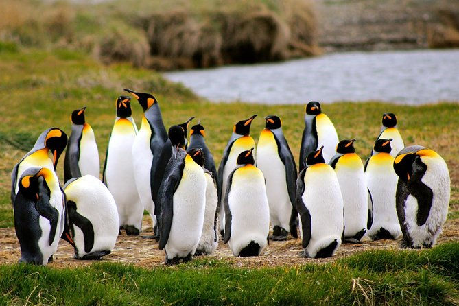 King Penguins in Chilean Patagonia