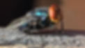 new-world-screwworm-fly-2.jpg