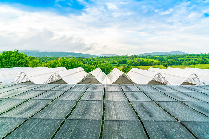 plant-nursery-with-blue-sky.jpg