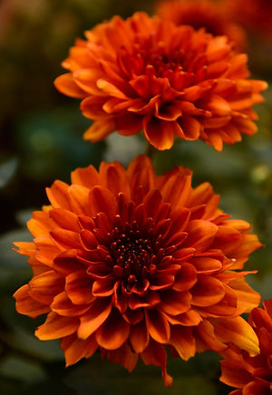 Two vibrant orange-red chrysanthemums in close-up against a softly blurred green background.