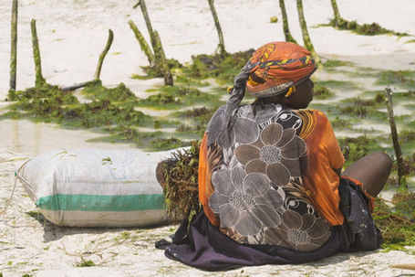seagrass, Seegras, Lebensgrundlage, livelihood, Sansibar, Zanzibar, Einkommensquelle, Einkommen