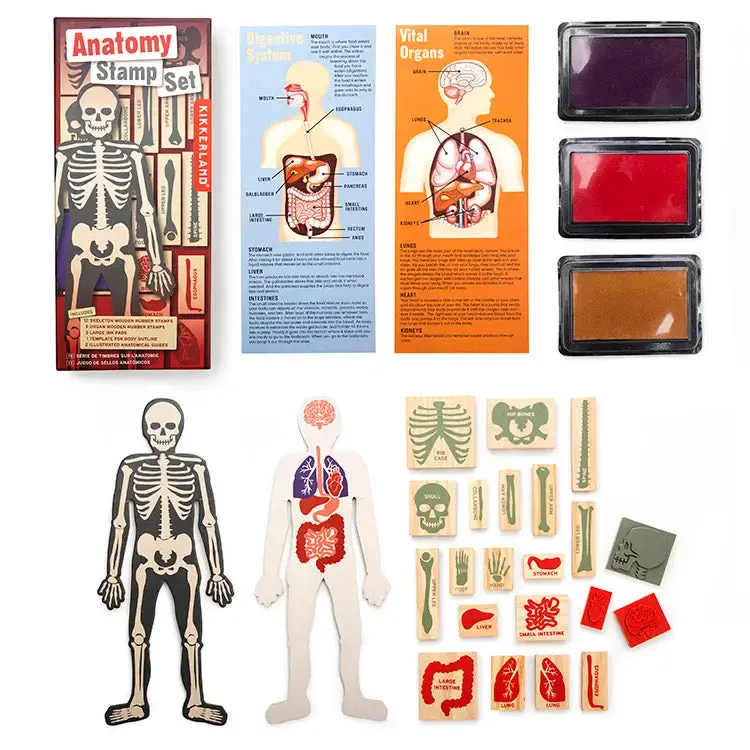 Anatomy Stamp Set