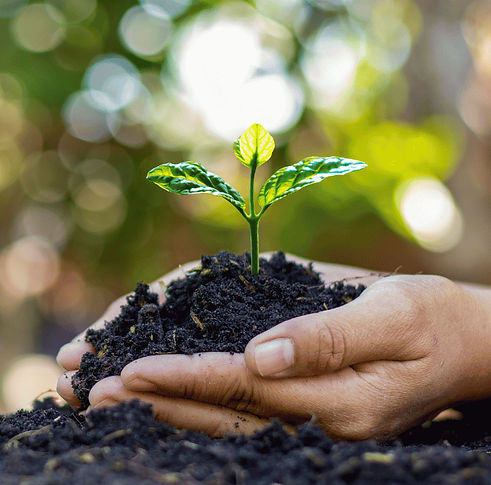Close up of hand holding seedling repres