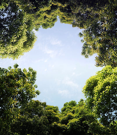 Into The Woods BG.jpg