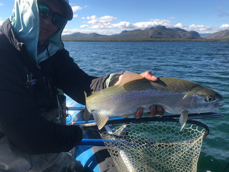 Mickey Finn Goes To Patagonia