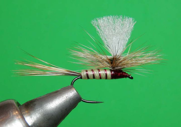 A Dozen Funky Fly Names