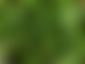 Eat Seasonably - KALE