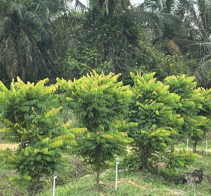 Thumbnail: Bilimbi Leaves (Fresh)