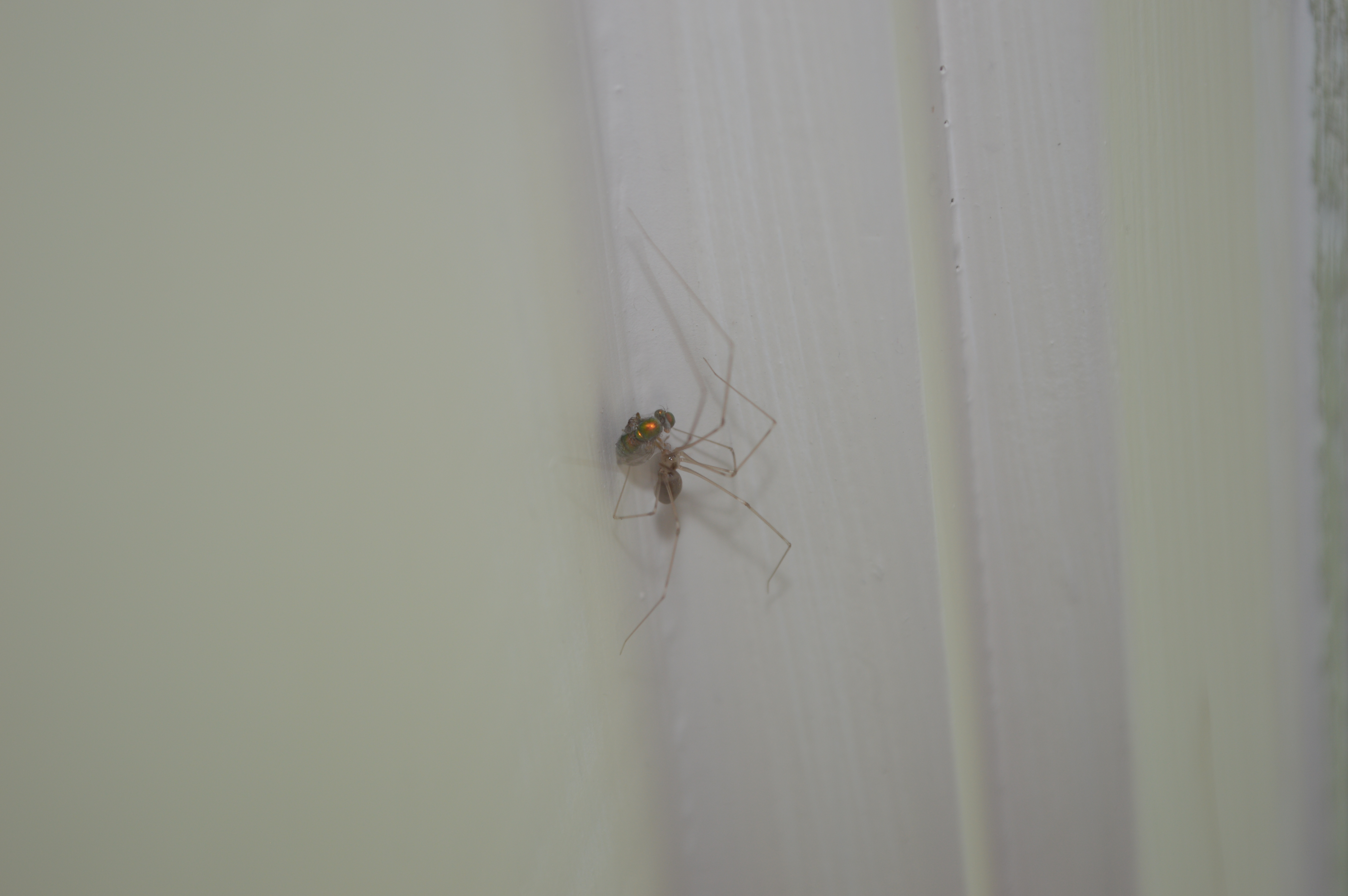 Unidentified Diptera