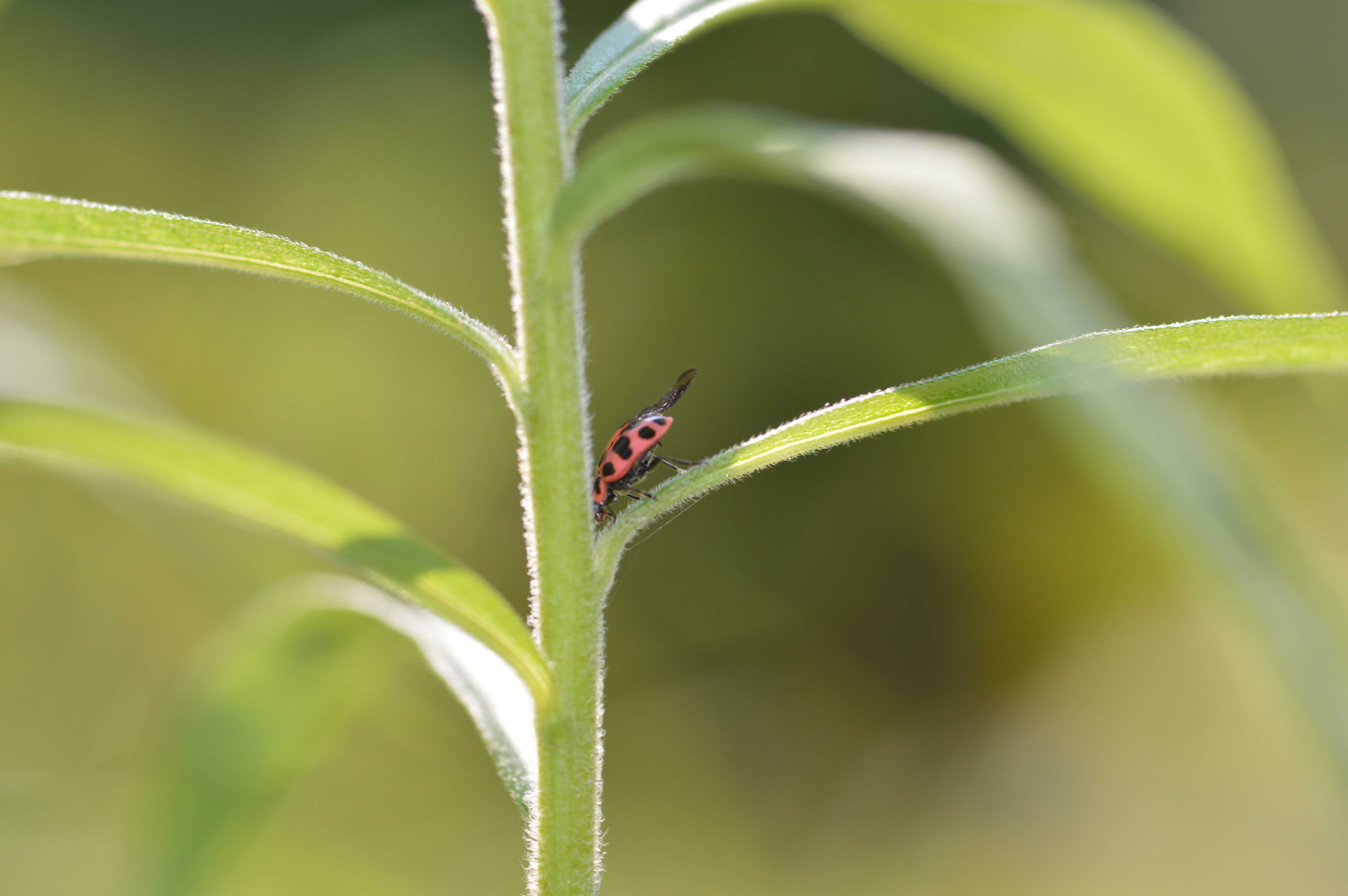 Coccinelidae