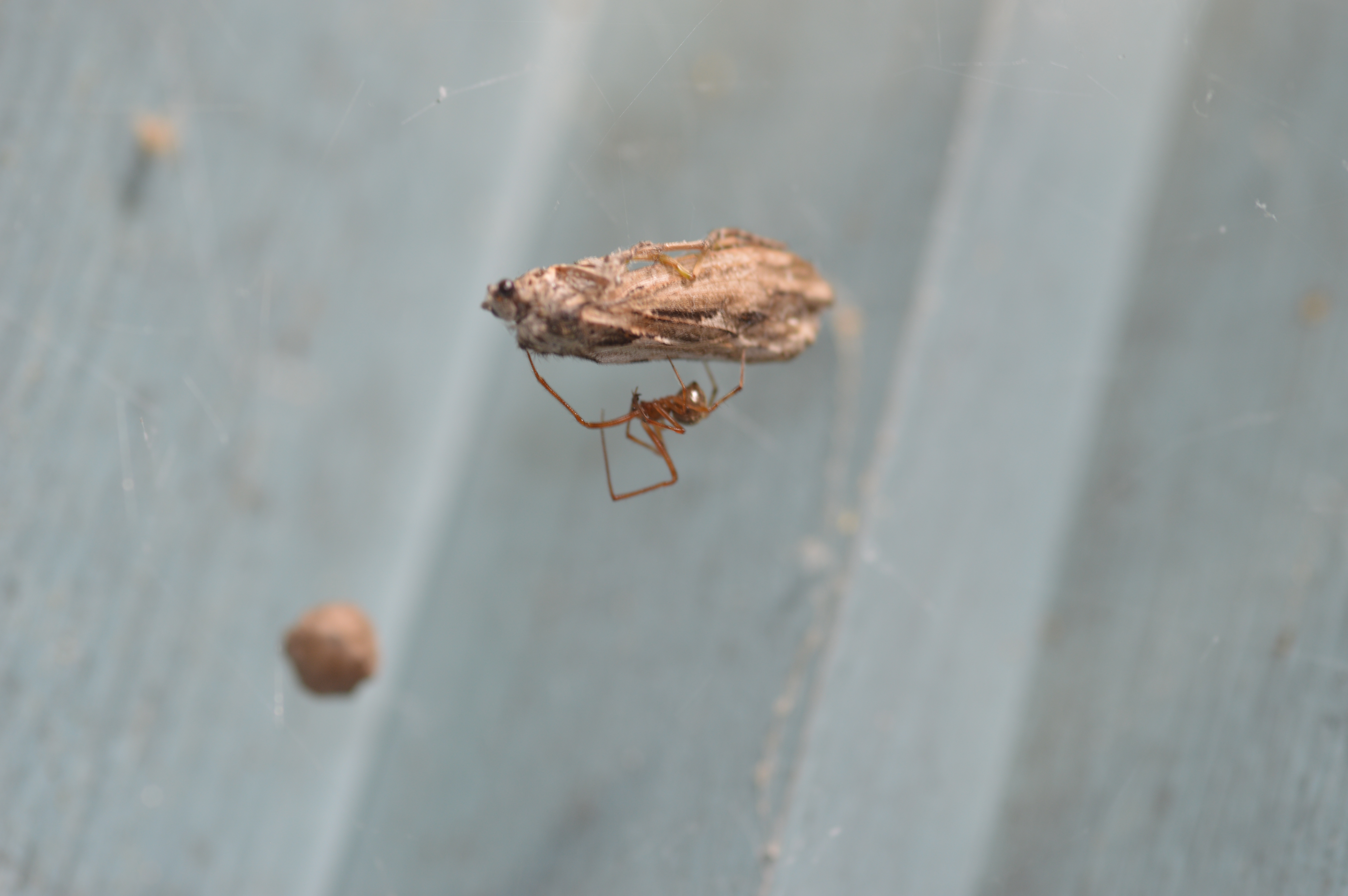 Unidentified Lepidoptera
