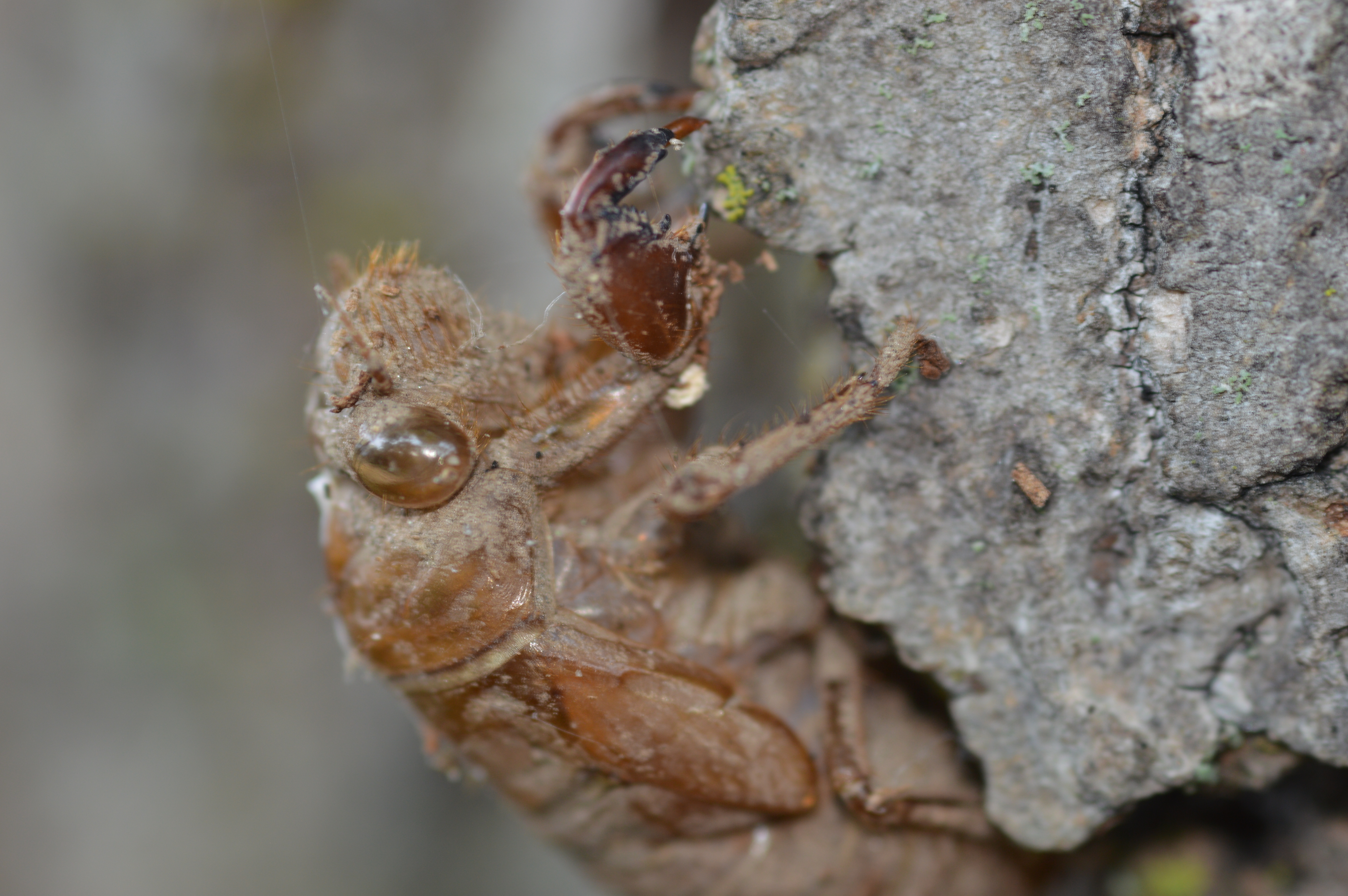 Cicadidae
