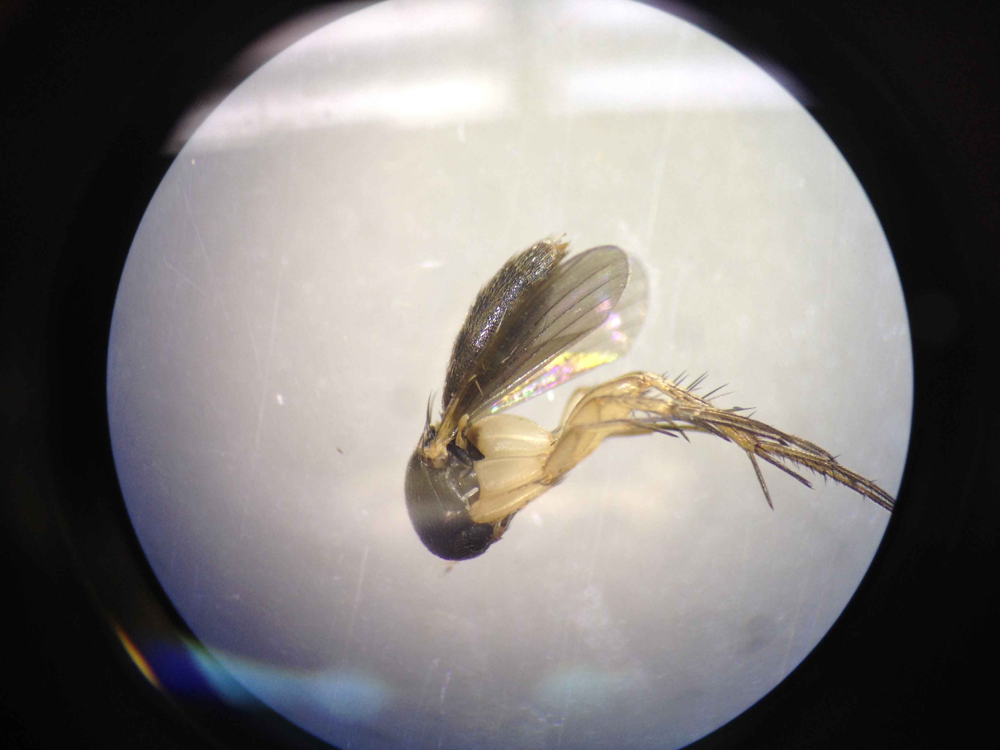 Mycetophilidae