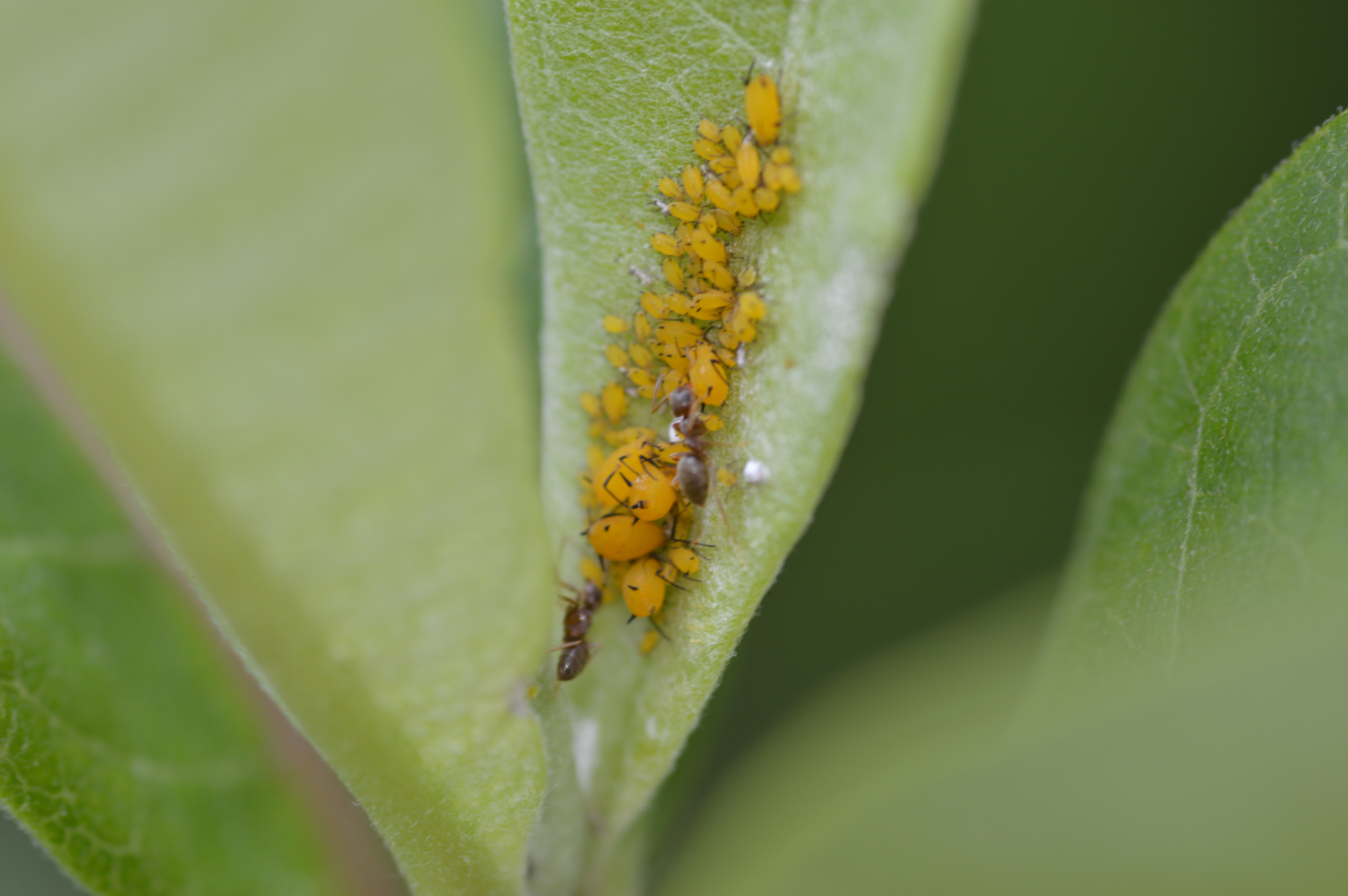 Aphidoidae
