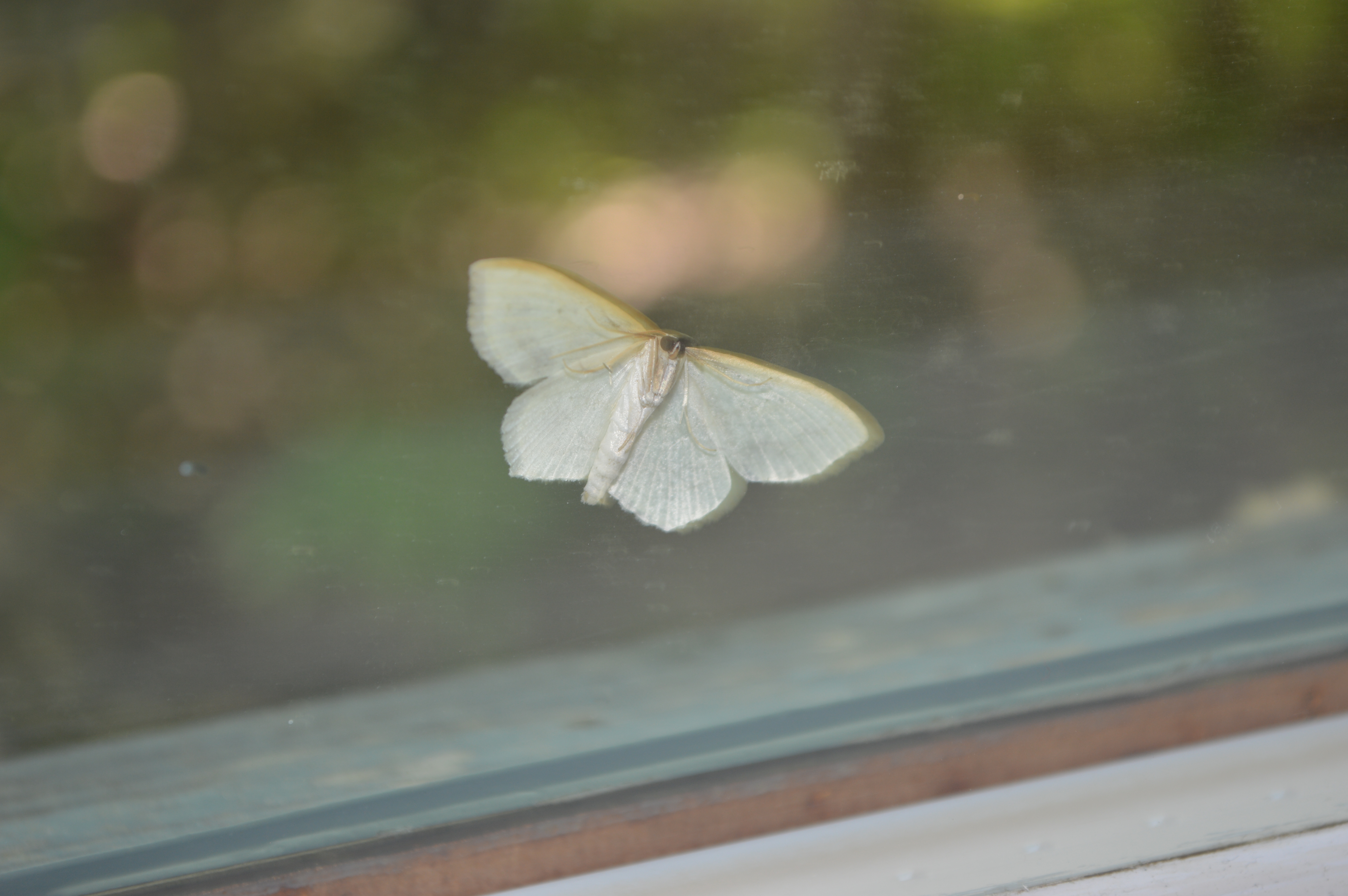Geometridae