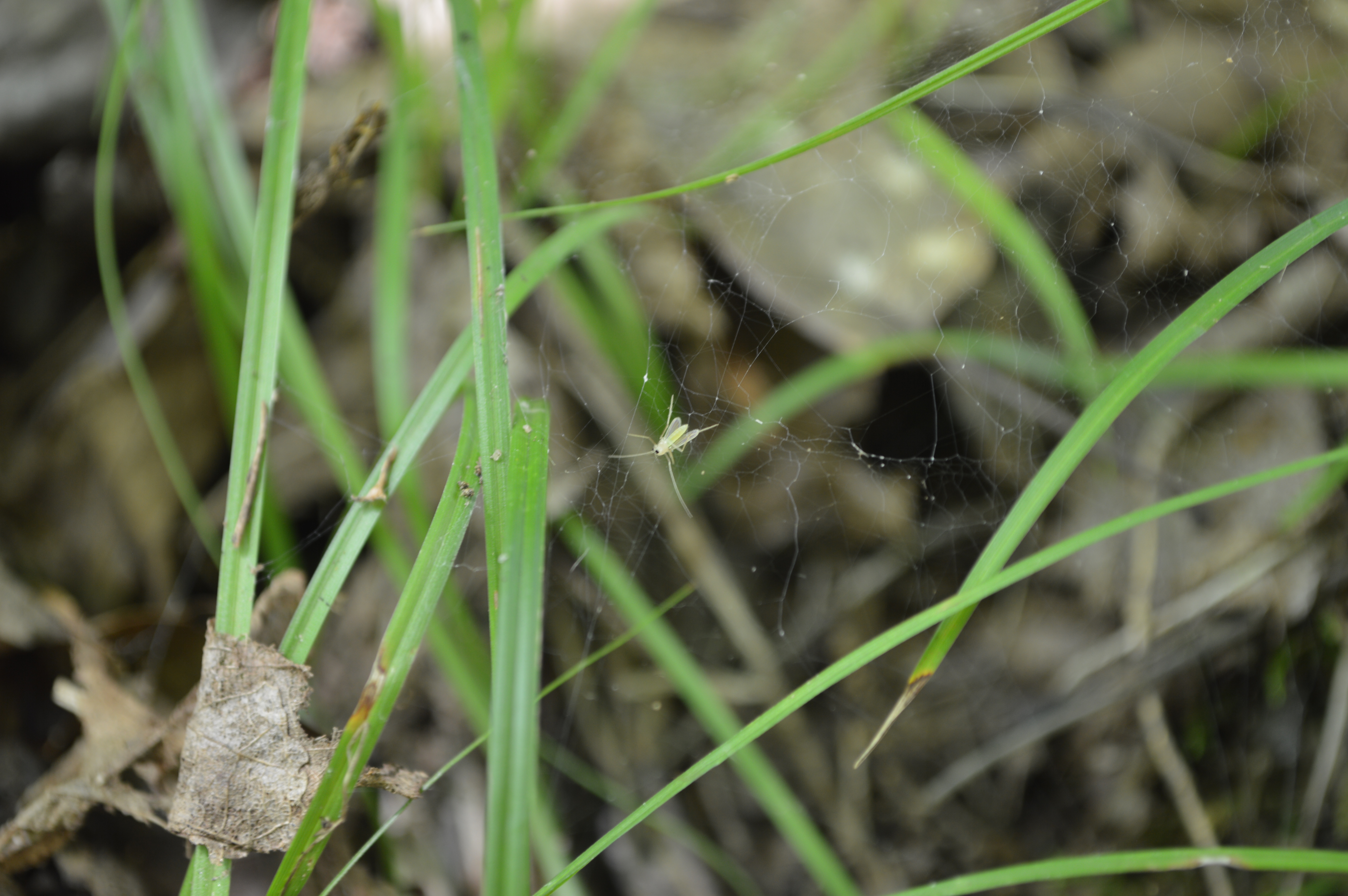 Unidentified Hemiptera