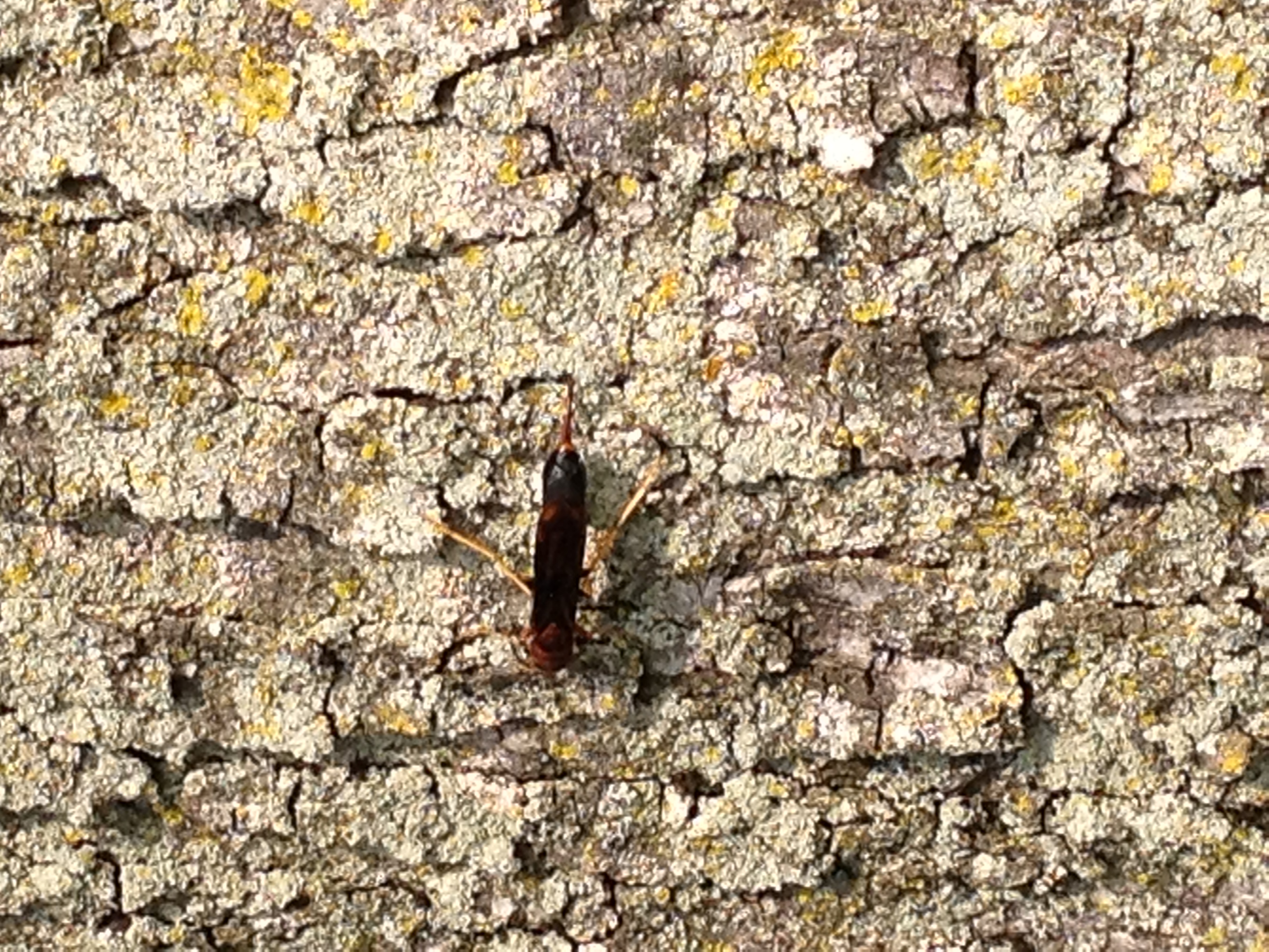Tenthredinidae