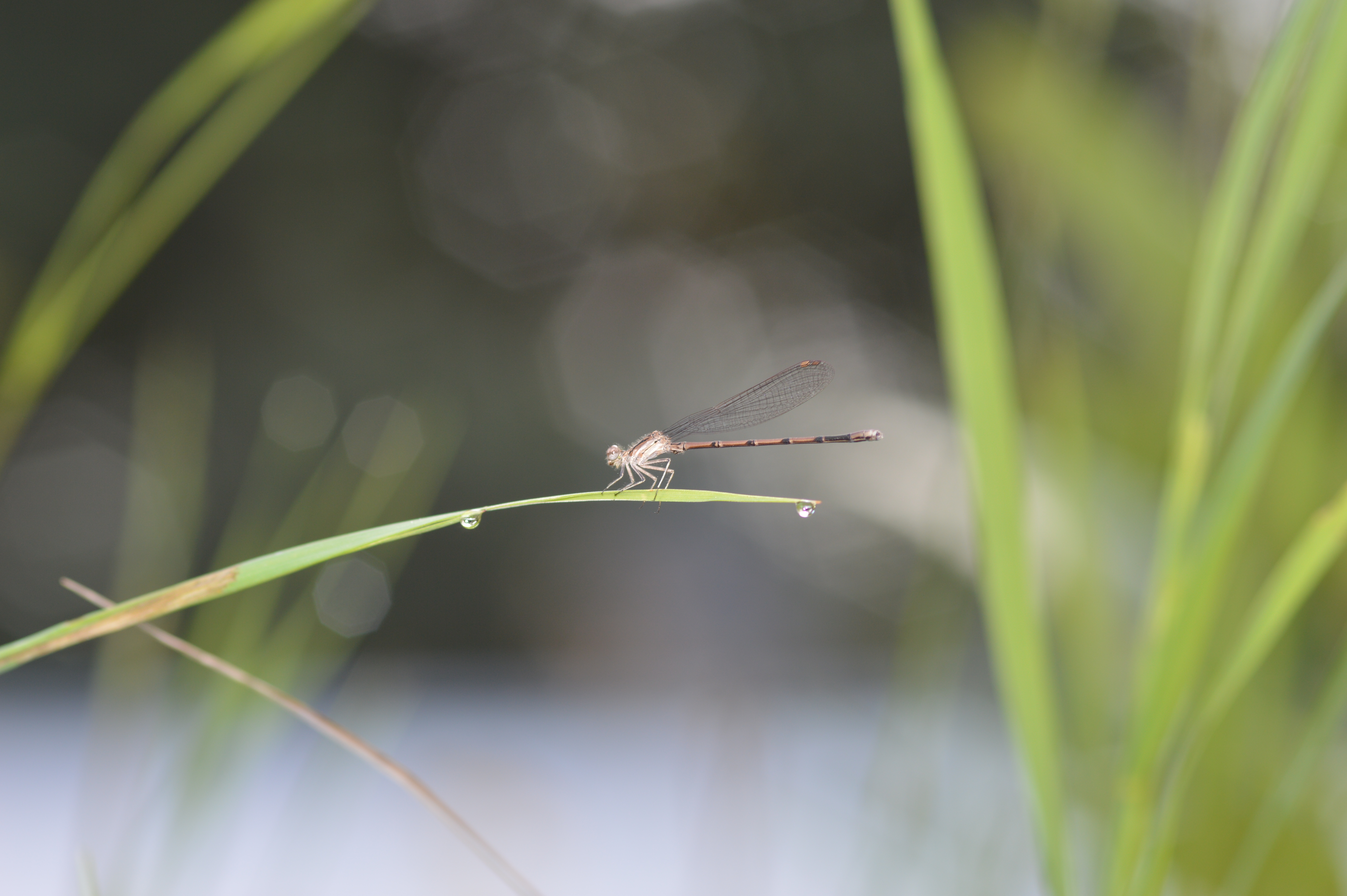 Libelullidae