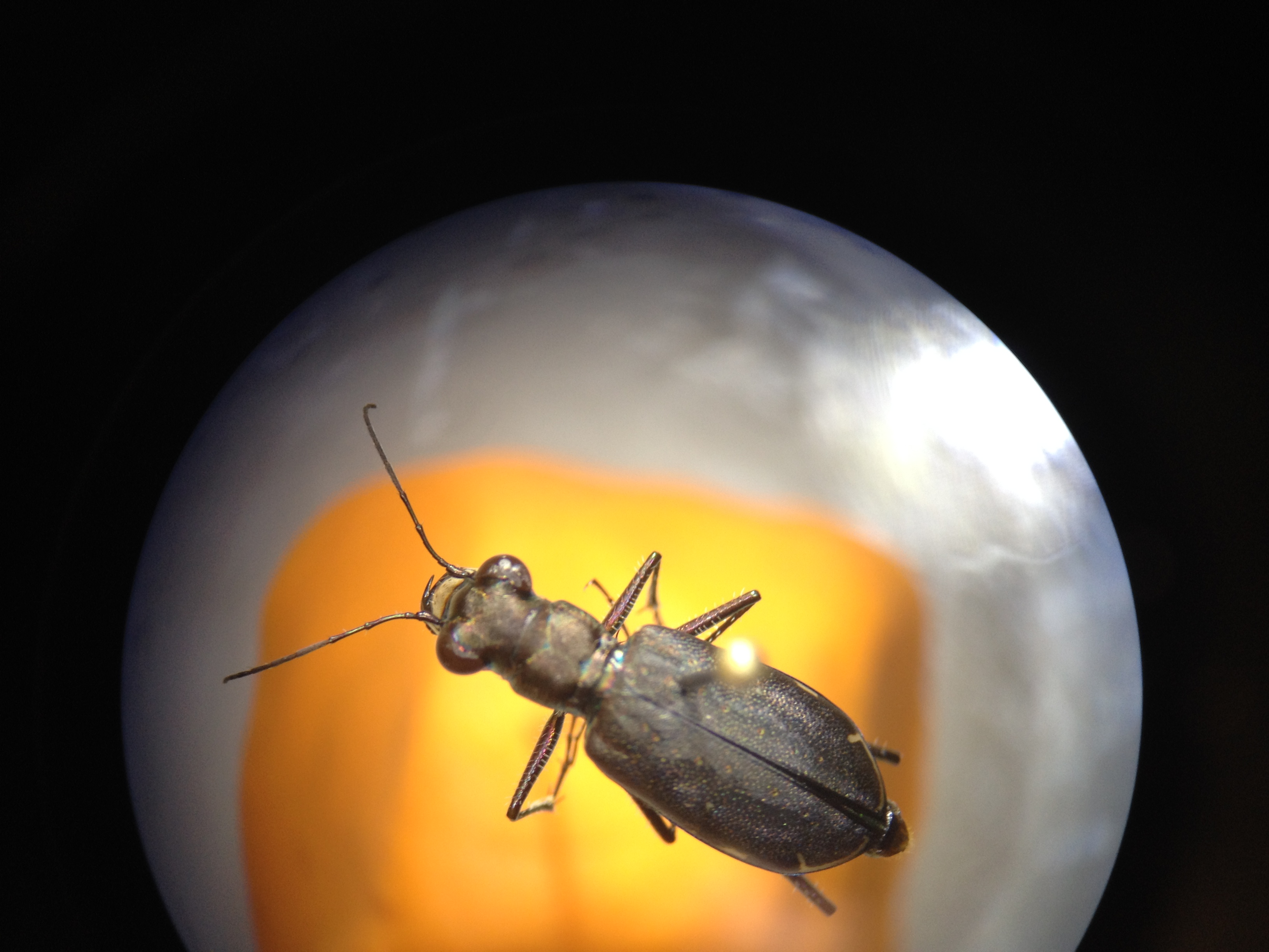 Cincindelinae