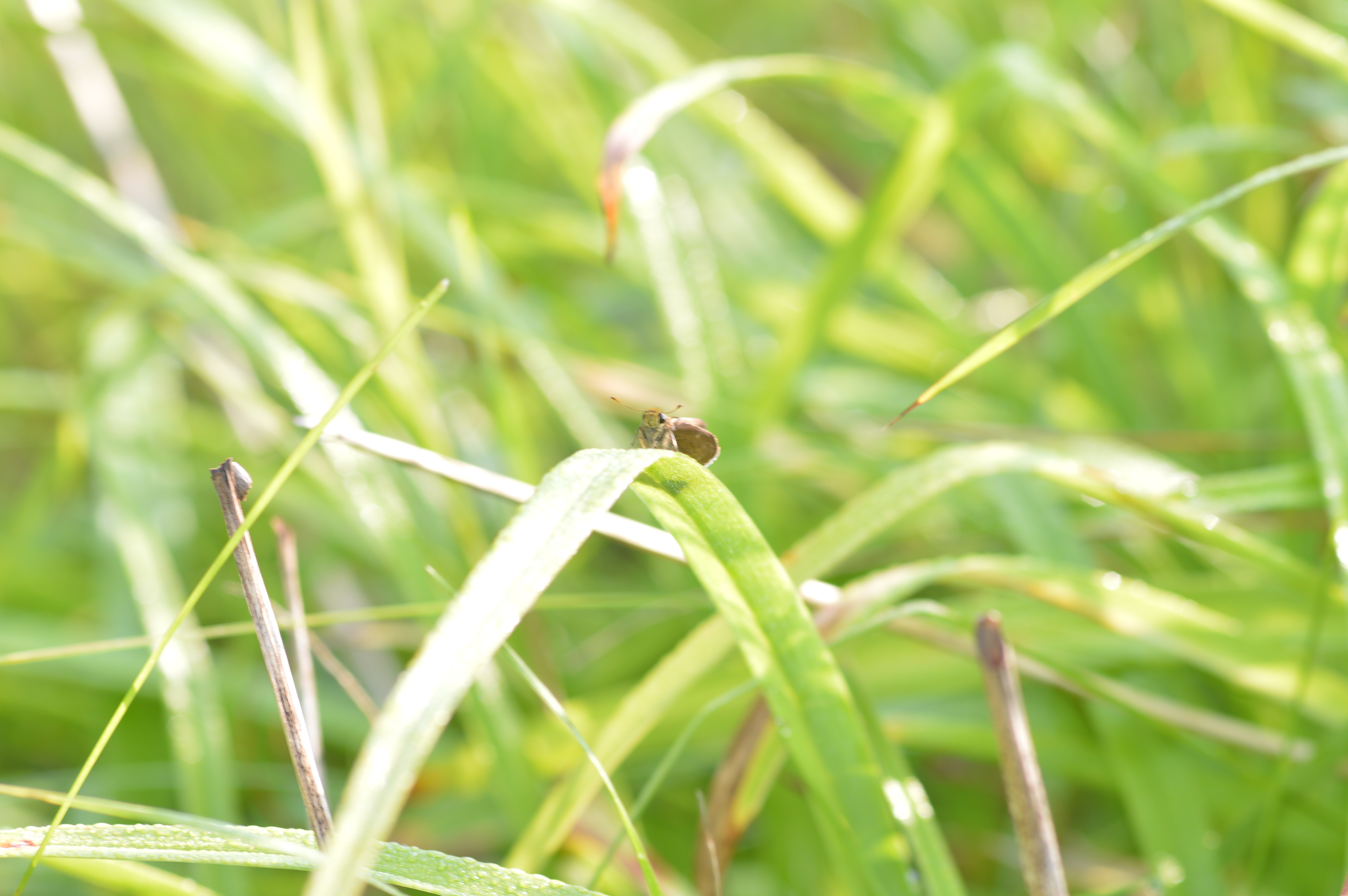Hesperiidae