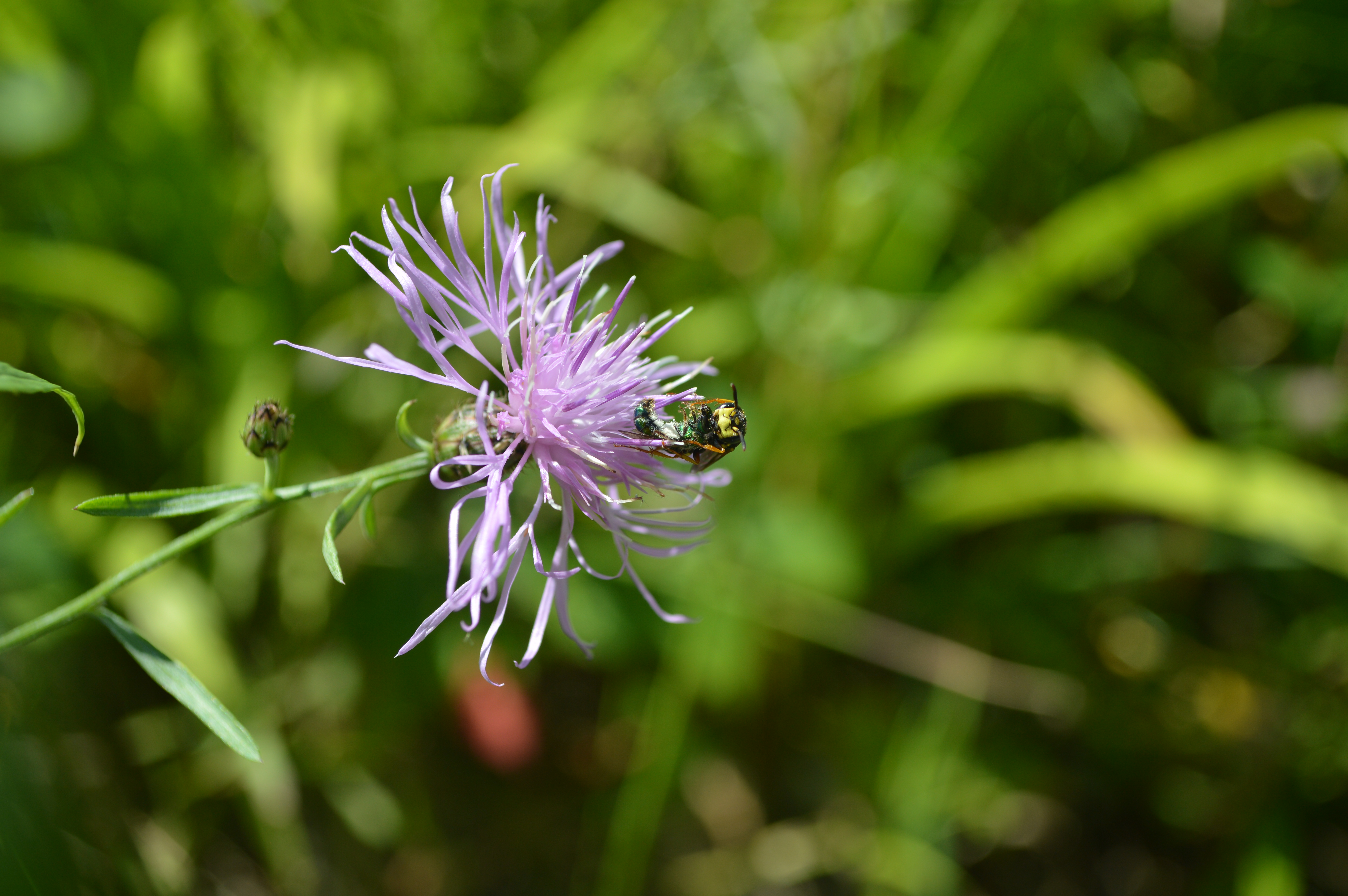 Unidentified Hymenoptera and Friend