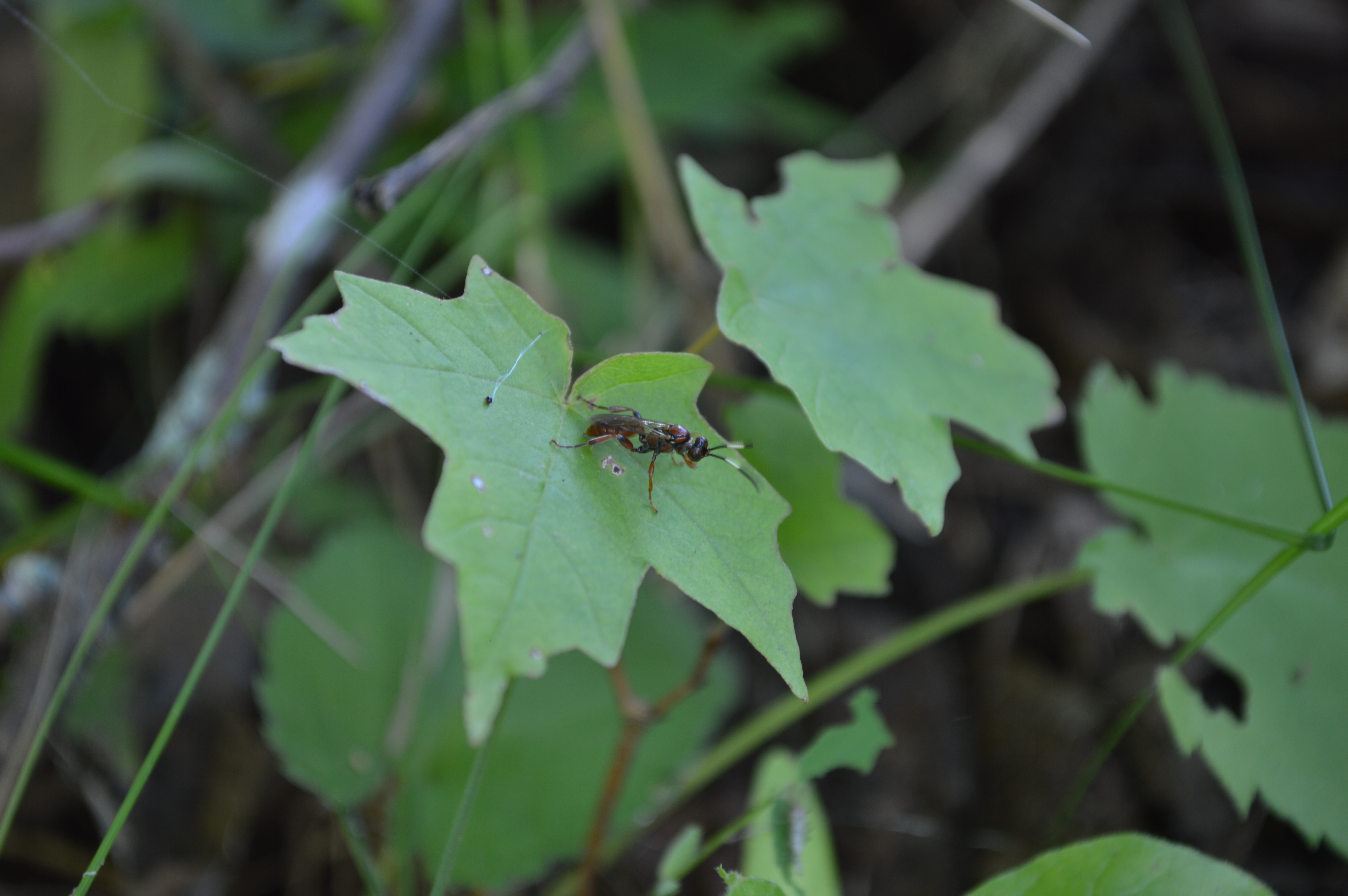 Ichneumonidae