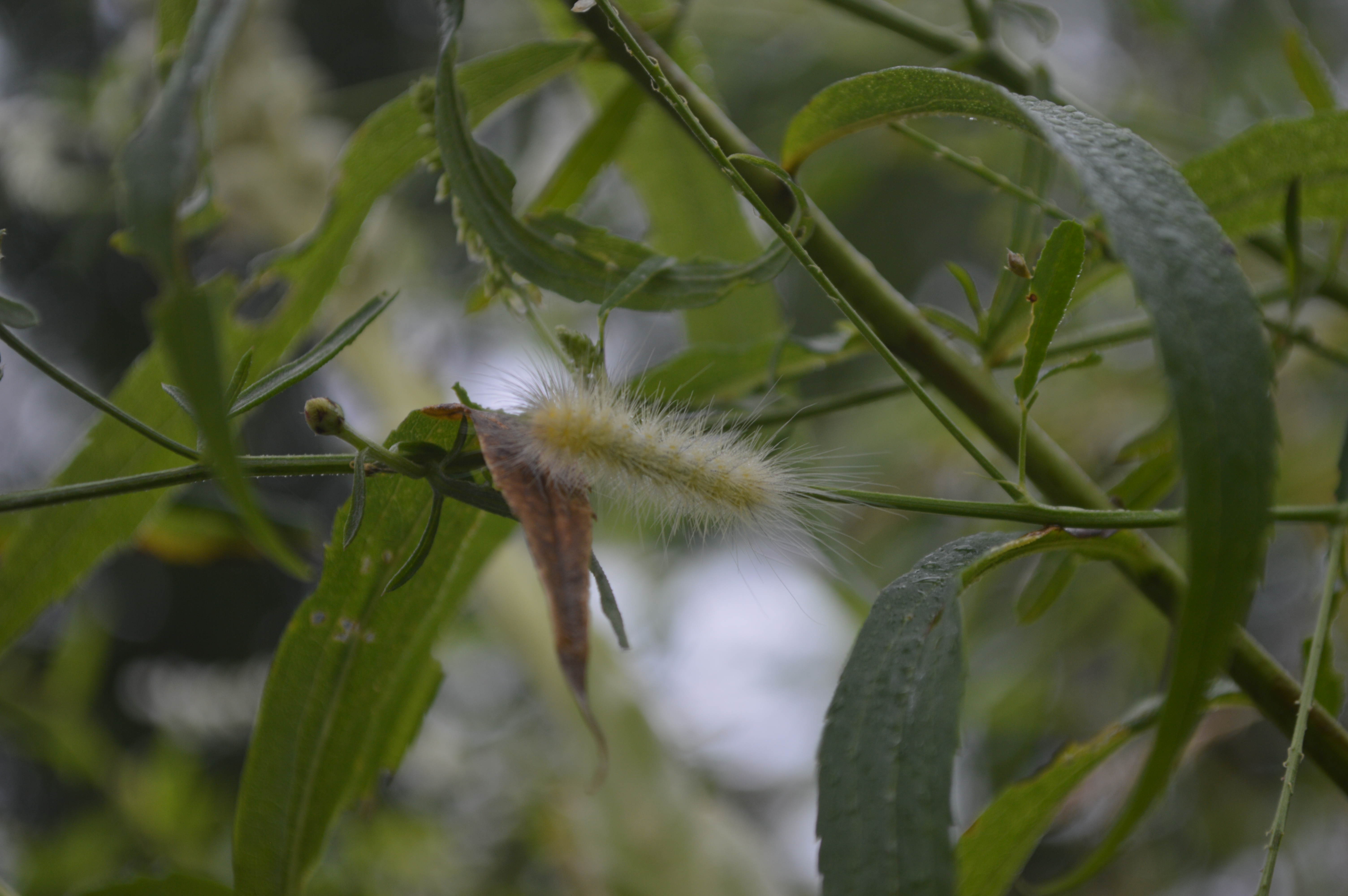 Unidentified Lepidoptera